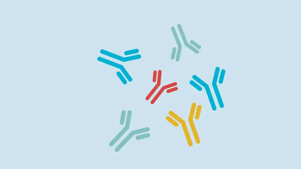 Anti-AACS antibody - 100µg