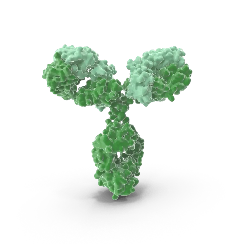 Anti-CD336 antibody - 100µg