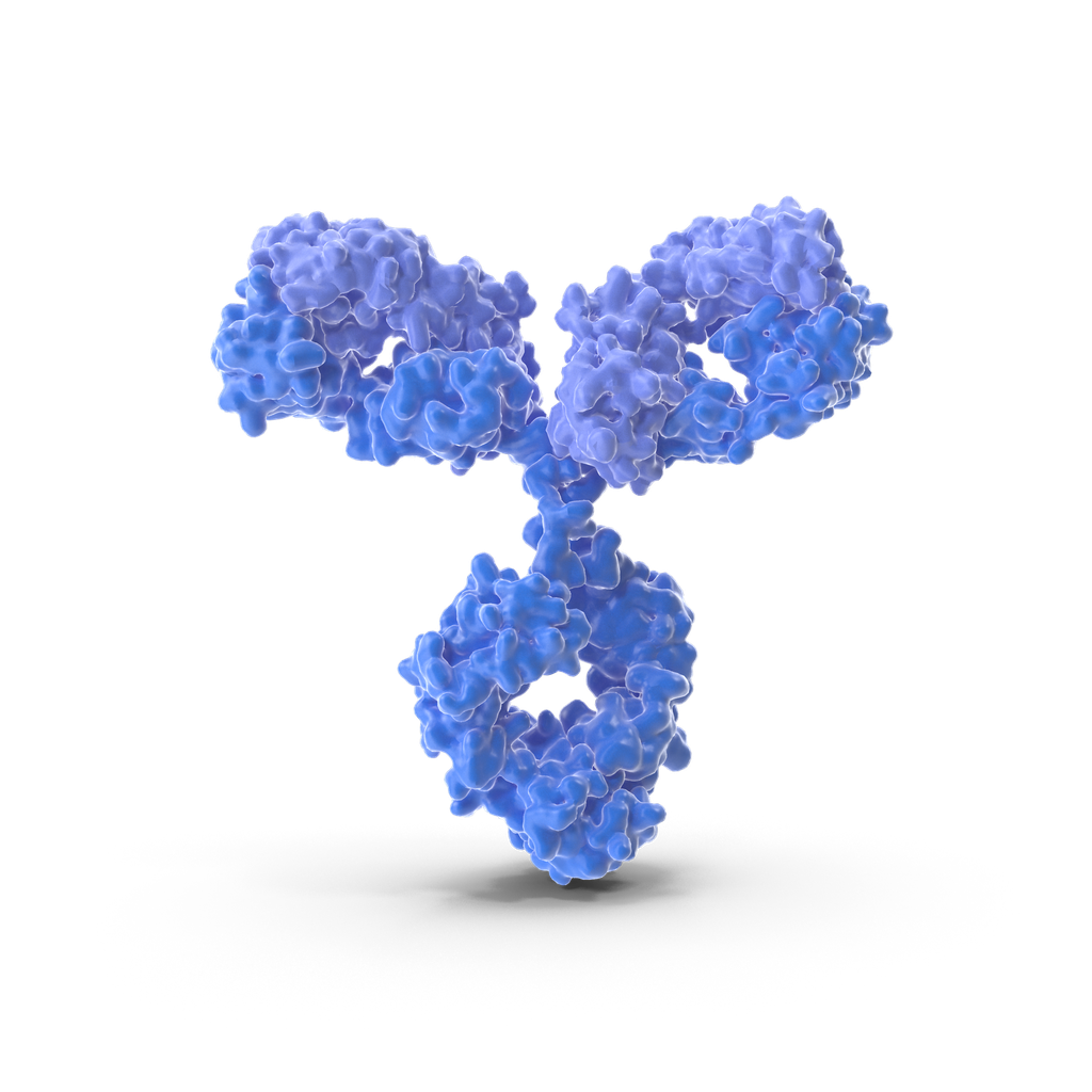 CAMK4 antibody - 100µg