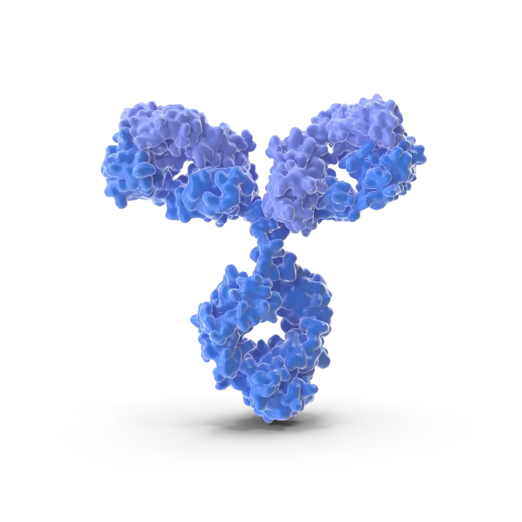 Anti-WFS1 antibody - 100µg