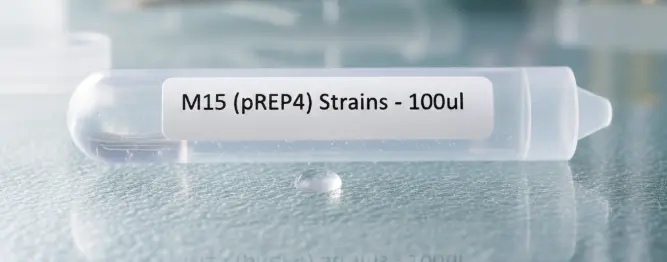 M15 (pREP4) Strains