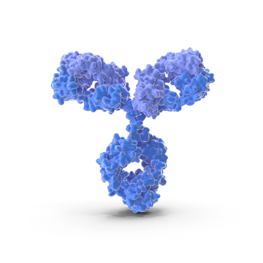 [ABF3018] Phospho- PDK1  (Ser241)  Antibody - 100µg